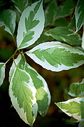 白虎嫩,茶饮新宠，白虎嫩引领潮流-1