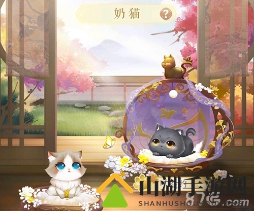 灵猫传奶猫