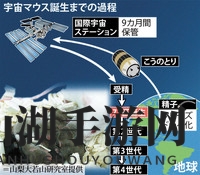 太空辐射洗礼，首只日本宇宙鼠诞生！